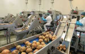 Від поля до полиці — нові стандарти переробки овочів