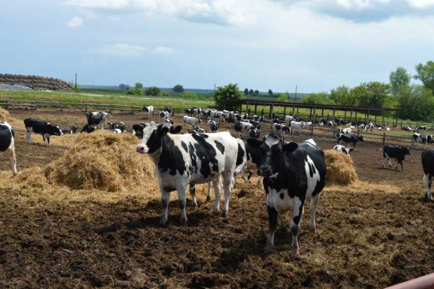 Інноваційна селекція буковинського зонального типу м&rsquo;ясного сименталу: цифрова аналітика та практичні результати