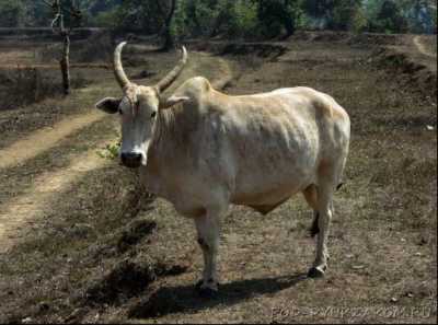 Елітну &quot;зебятину&quot; з Херсонської області продавати нікому