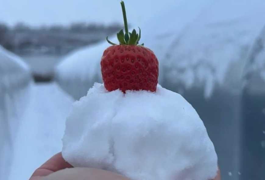 На Кіровоградщині господарство планує перейти на вирощування суниці у закритому ґрунті
