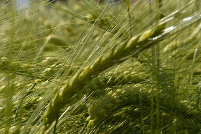 Експорт ячменю з України у жовтні знизився