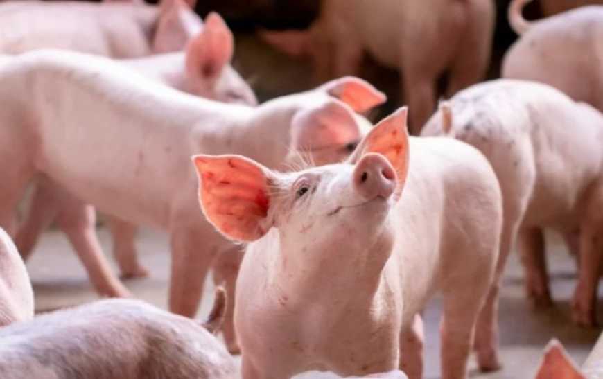 Ринок живця: в Україні фіксується зростання цін