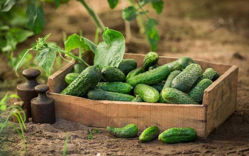 Ціни на огірки в Україні зростають через перебої у постачаннях
