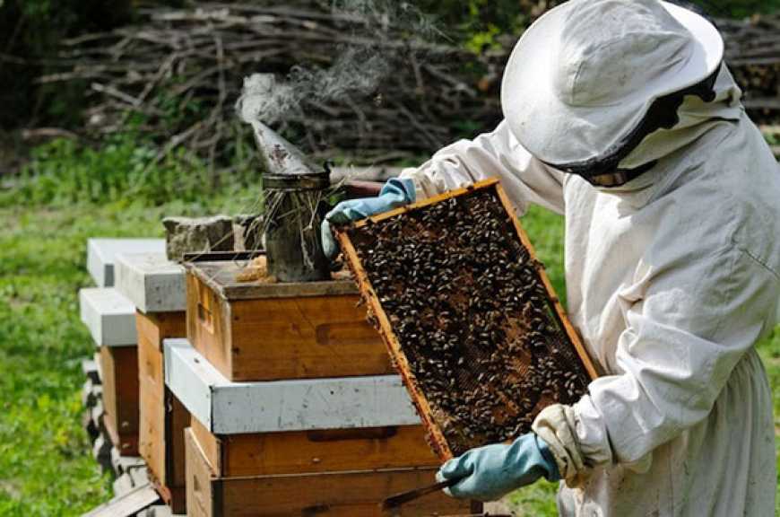 На Чернігівщині зареєстровано 2237 пасік