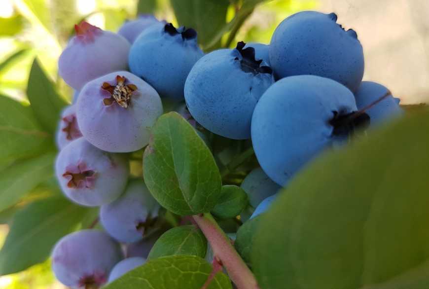 Фермерське господарство на Прикарпатті заклало 10 га лохини