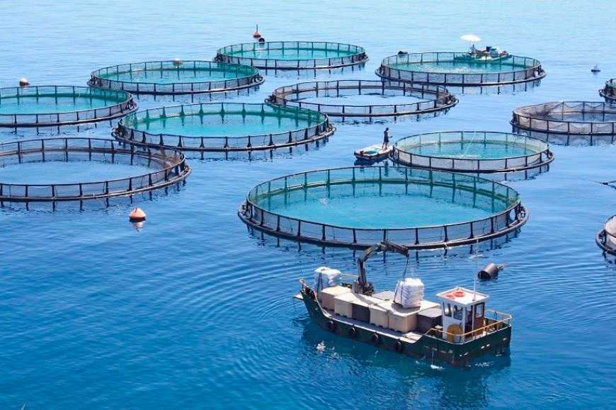 В Україні орендуватимуть акваторії моря для цілей марикультури
