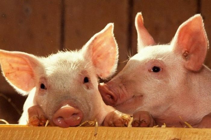 З початку року Україні експортувала живець свиней на 4,3 млн доларів