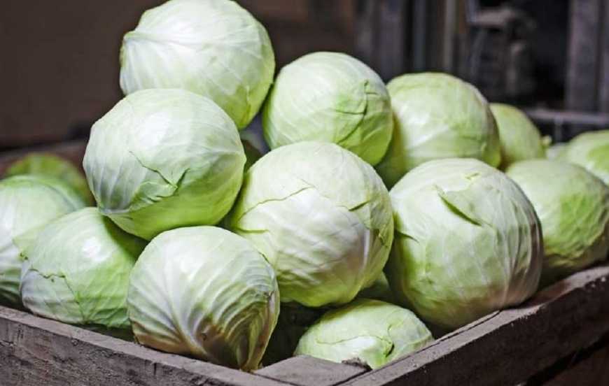 За тиждень капуста білоголова подорожчала на 22%