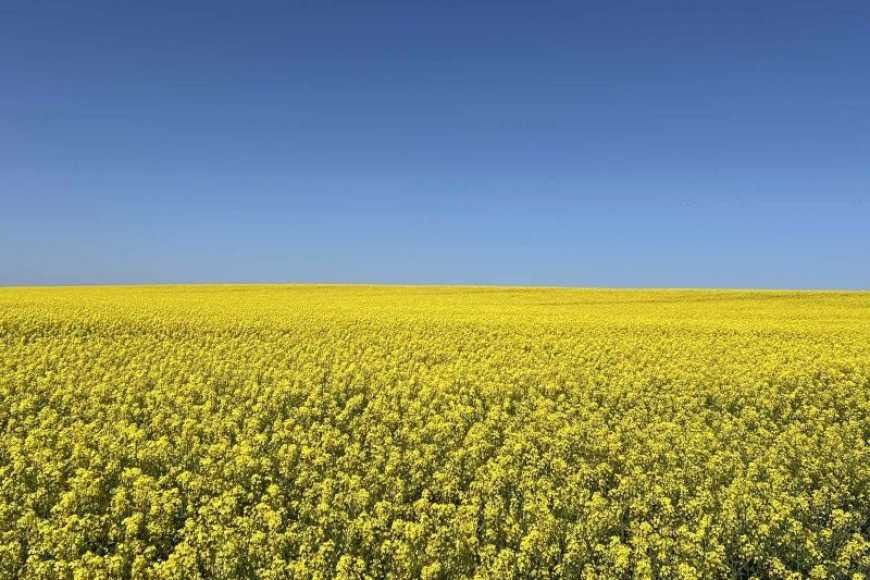 Corteva Agriscience оновлює портфель гібридів озимого ріпаку для українських аграрії