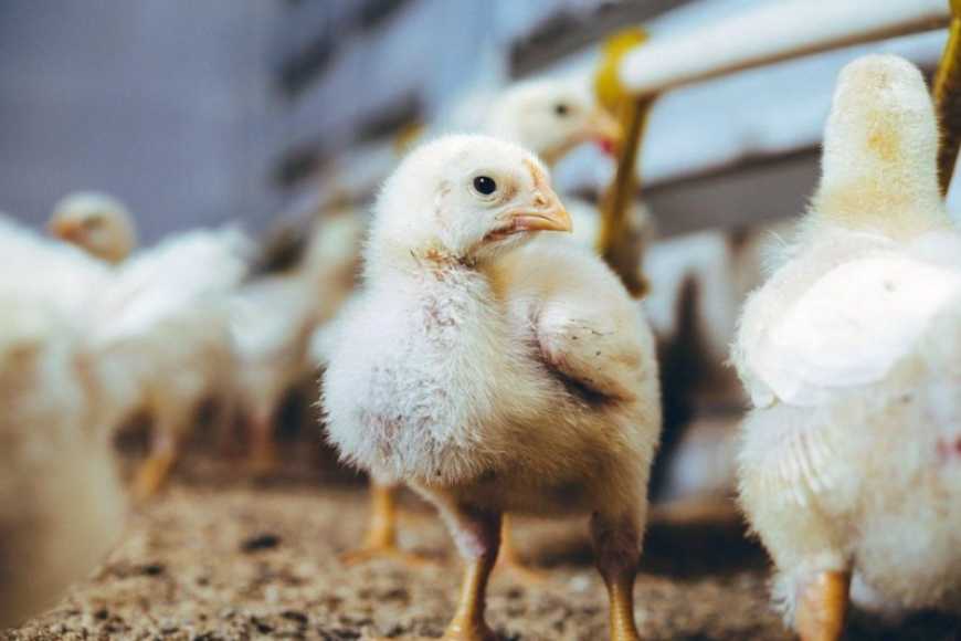 У 2025 році Агропродсервіс планує запустить новий пташник