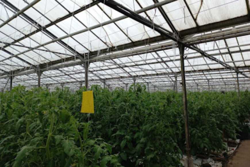 На Житомирщині тепличний комбінат встановив сонячну електростанцію