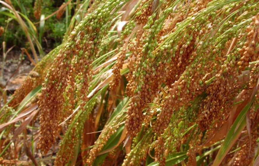 У сезоні 2021/22 в Україні прогнозують рекордне виробництво проса