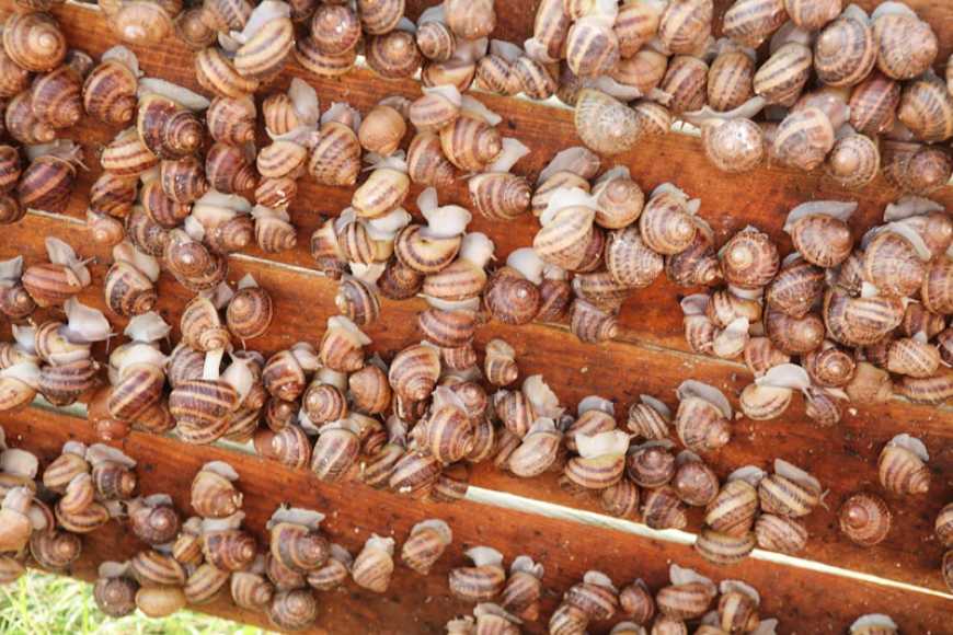 На Вінниччині запрацювала модульна ферма з вирощування равликів