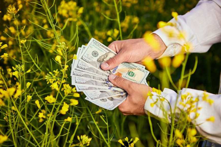 Експерти прогнозують зростання цін на ріпак у новому сезоні