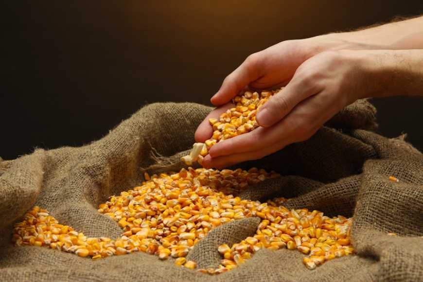 Ринок насіння кукурудзи — 2023