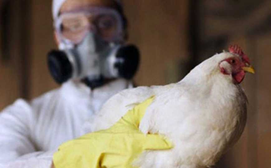 Держпродспоживслужба позапланово перевірить птахогосподарства усіх форм власності