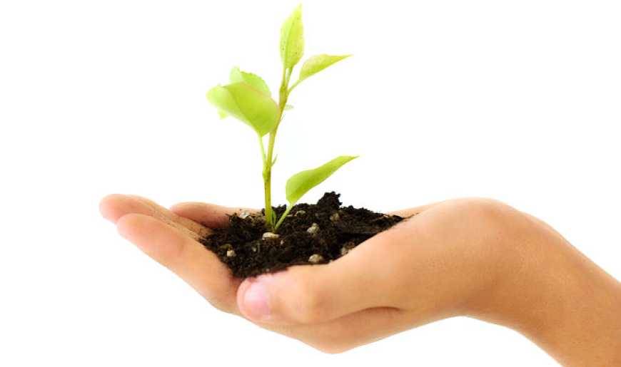 Рада ухвалила закон про державне регулювання сфери захисту рослин