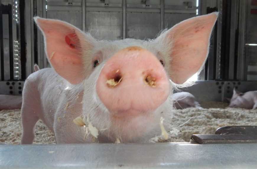 Нові випадки АЧС: вірус зафіксували у чотирьох областях