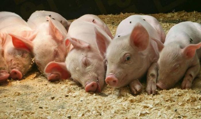 За рік забій свиней в Україні скоротився на 5%