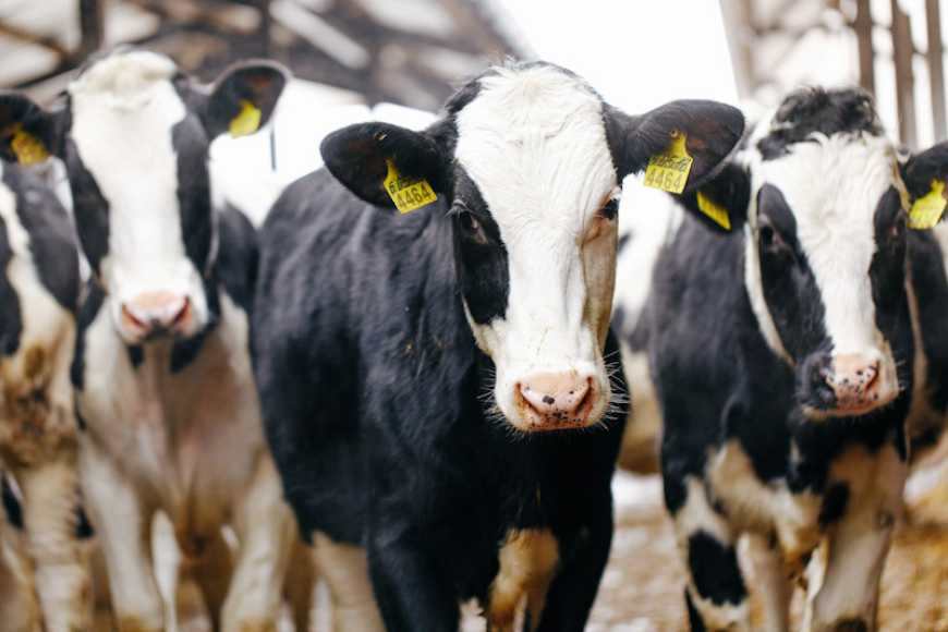 Україна значно збільшила експорт великої рогатої худоби