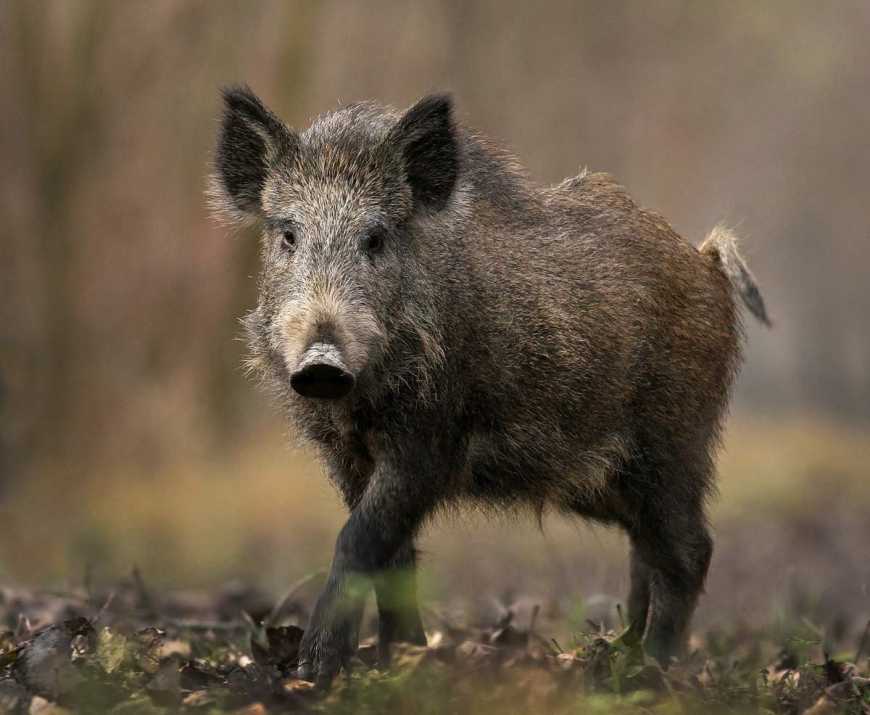 В лісах Рівненщини знайшли диких кабанів з АЧС