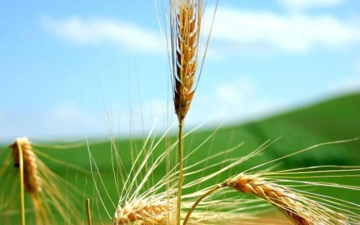 Аграрний фонд законтрактував цьогорічний врожай зернових на 2,9 млрд грн