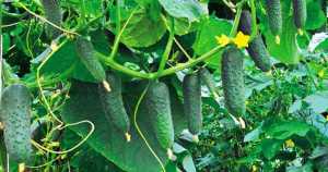 Стало відомо, з яких цін розпочався сезон тепличних огірків в Україні