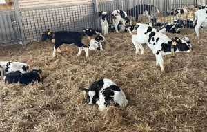 Метафізика виживання телят на межі зими