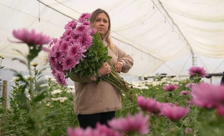 На Черкащині родина вирощує в теплиці хризантеми