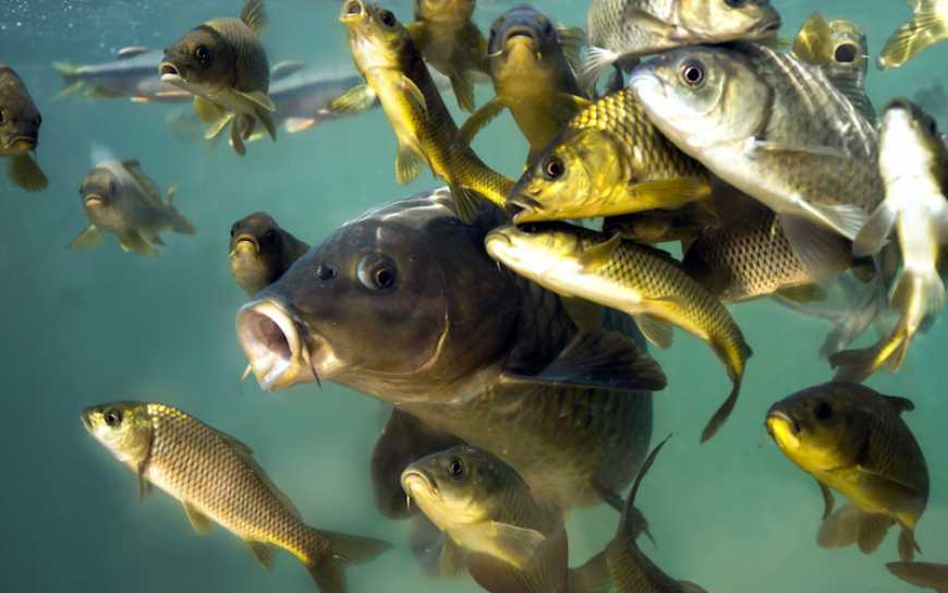 Через підрив Каховської ГЕС збитки для рибної галузі України оцінюють у 10,5 млрд грн