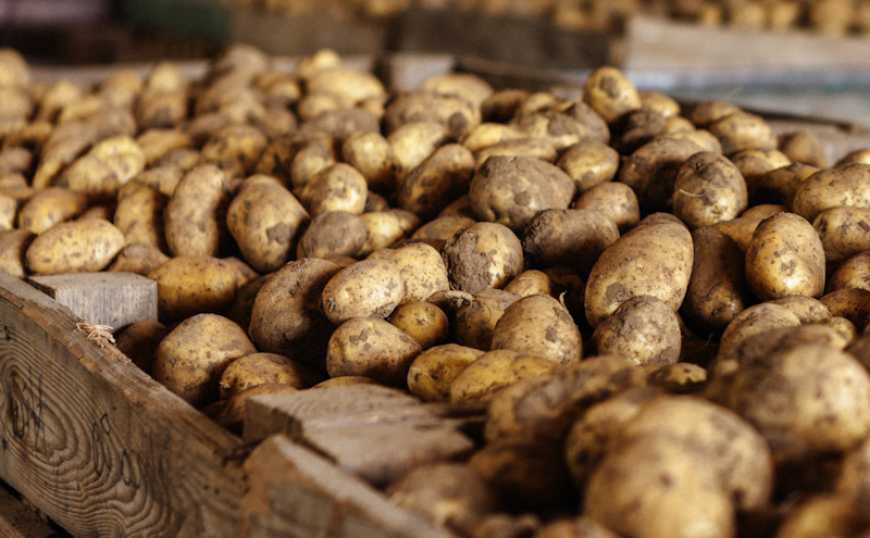 На тлі снігопадів в Україні дорожчає картопля