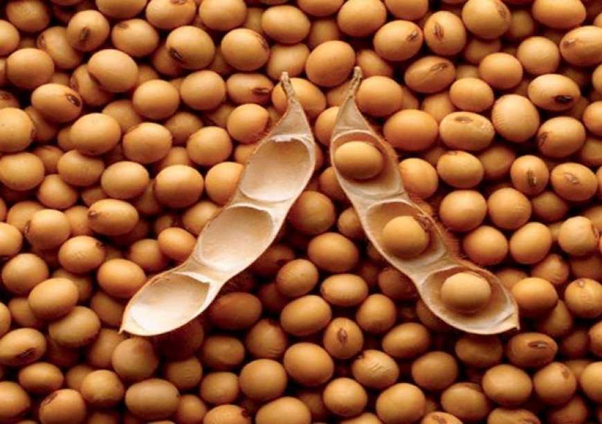 В портах України ціни на соєві боби продовжують рости