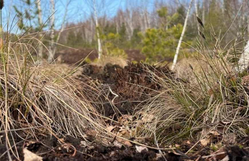 Торфосховища: в Україні планують змінити підхід до управління