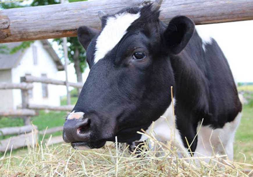 Переселенці з Донеччини відродили сімейну молочну ферму вже на Полтавщині