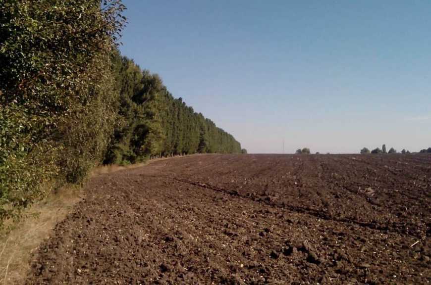 В Україні планують змінити правила утримання полезахисних лісосмуг