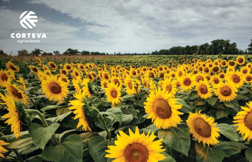 Українські фермери підсилять захист соняшнику ExpressSun® новим гербіцидом Геліантекс® Про від Corteva