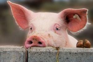 Новий випадок АЧС в Рівненській області