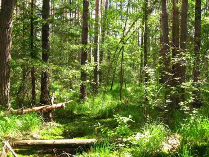 В Україні планують створити Службу лісових інспекторів