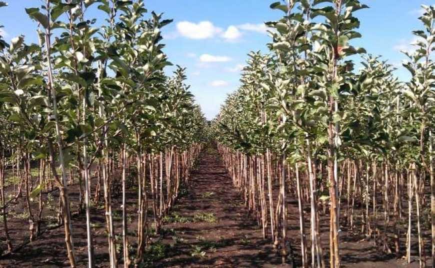 На Дніпропетровщині господарство закладає нові яблуневі сади