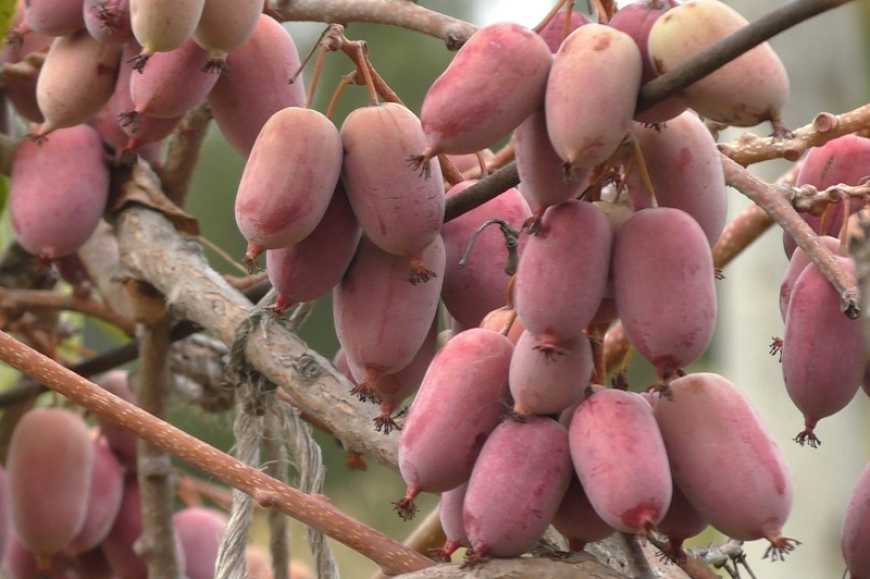 Садівник з Ніжина вирощує три види мініківі української селекції