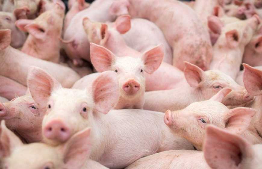 Ринок живця: у грудні закупівельні ціни просіли на 13%