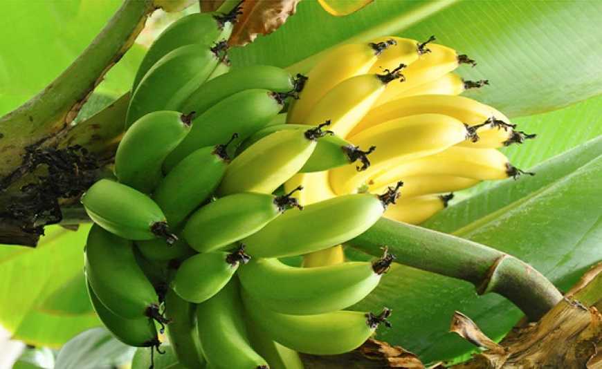 Неподалік Києва росте справжня бананова ферма