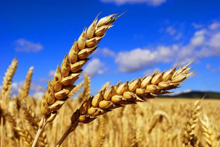Нові сорти миронівської пшениці