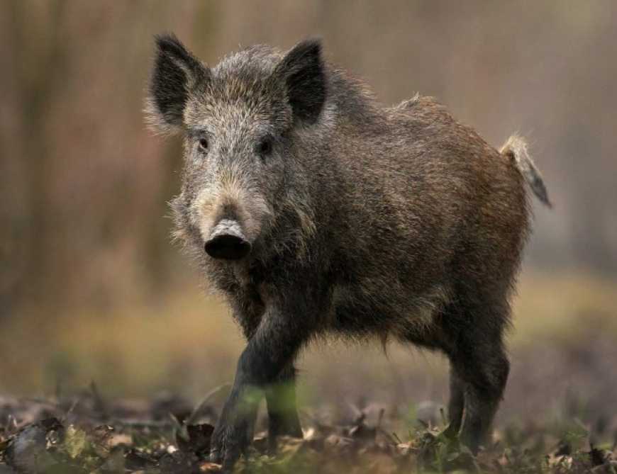 Новий випадок африканської чуми на Тернопільщині