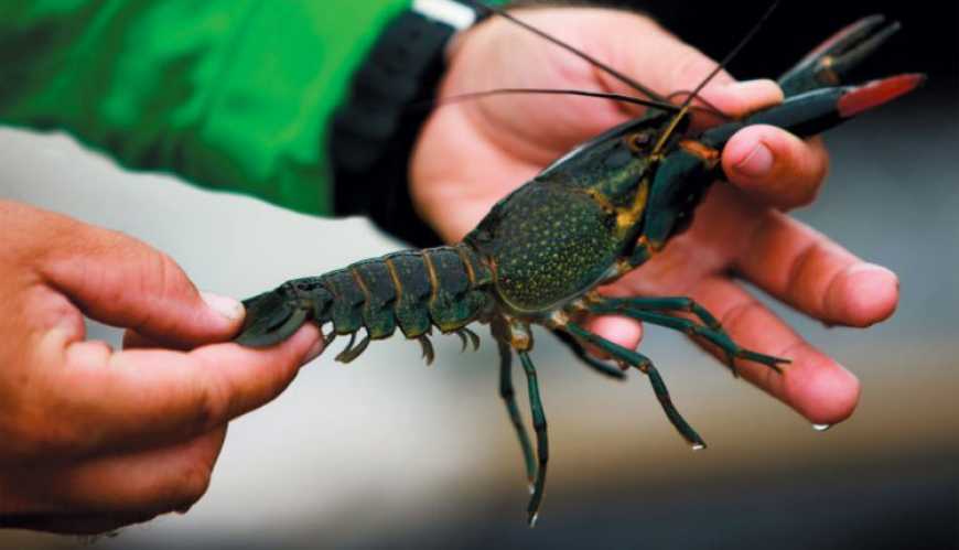 У Житомирі побудують акваферму для вирощування австралійських раків