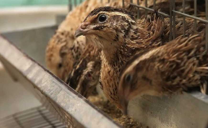 На Волині ветеран відкрив перепелину ферму та виробляє екопродукти
