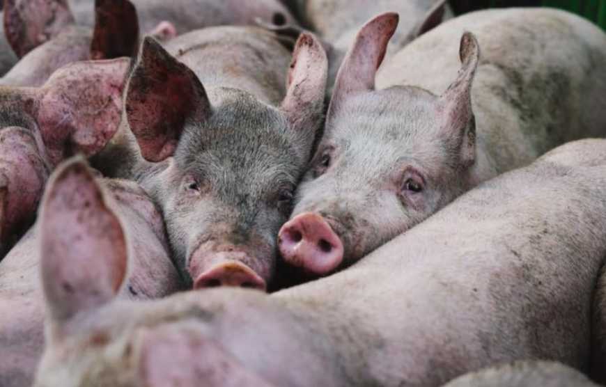 Ринок живця: прогнозується різке падіння цін в Україні