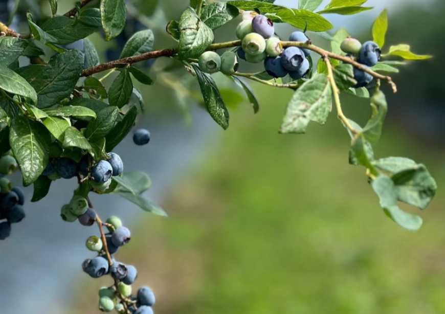 На Тернопільщині ветеран створив родинний бізнес &ndash; заклав плантацію ожини