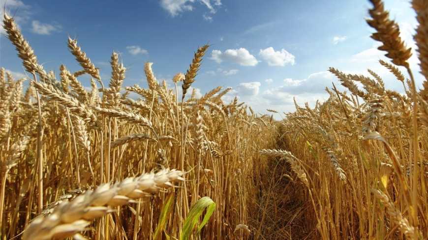 Аналітики USDA збільшили прогноз експорту української пшениці та кукурудзи