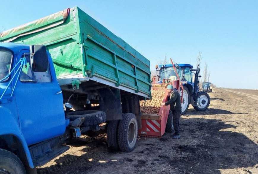 На Миколаївщині розпочали посадку ранньої картоплі